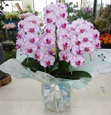 御葬儀 お供え ミディ胡蝶蘭「ピンクフルール」｜「愛花」　（愛媛県松山市の花キューピット加盟店 花屋）のブログ