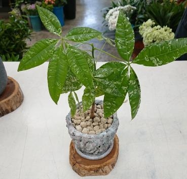 インテリア 観葉植物 パキラ 斑入り(実生)♪｜「愛花」　（愛媛県松山市の花キューピット加盟店 花屋）のブログ
