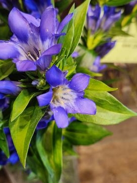 お彼岸入り｜「花里」　（神奈川県逗子市の花キューピット加盟店 花屋）のブログ