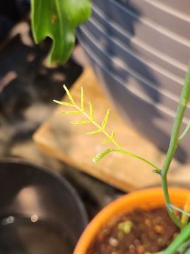 養生中｜「花里」　（神奈川県逗子市の花キューピット加盟店 花屋）のブログ
