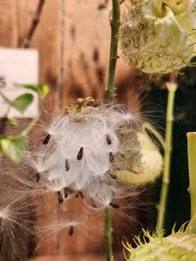 飛んでけ！｜「花里」　（神奈川県逗子市の花キューピット加盟店 花屋）のブログ