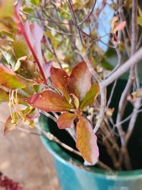 紅葉｜「花里」　（神奈川県逗子市の花キューピット加盟店 花屋）のブログ