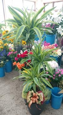 お祝い 観葉植物 ドラセナ レモンライム♪｜「愛花」　（愛媛県松山市の花キューピット加盟店 花屋）のブログ