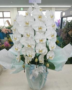 お供え 胡蝶蘭 白 三本立｜「愛花」　（愛媛県松山市の花キューピット加盟店 花屋）のブログ
