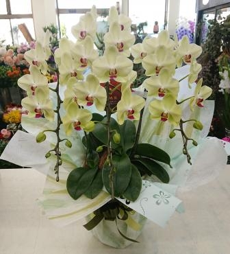 法要 お供え ミディ胡蝶蘭 ザルツマン｜「愛花」　（愛媛県松山市の花キューピット加盟店 花屋）のブログ