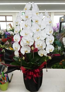 お祝い 胡蝶蘭(白) 三本立♪｜「愛花」　（愛媛県松山市の花キューピット加盟店 花屋）のブログ
