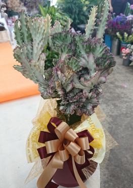 リニューアルオープン お祝い 観葉植物「ユーフォルビア」♪｜「愛花」　（愛媛県松山市の花キューピット加盟店 花屋）のブログ