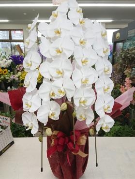 リニューアルオープンお祝い 胡蝶蘭♪｜「愛花」　（愛媛県松山市の花キューピット加盟店 花屋）のブログ