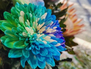 青｜「花里」　（神奈川県逗子市の花キューピット加盟店 花屋）のブログ