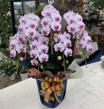 開店お祝い ミディ胡蝶蘭「ピンクフルール」♪｜「愛花」　（愛媛県松山市の花キューピット加盟店 花屋）のブログ
