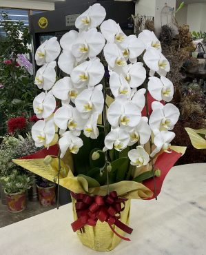 2025年成人式「はたちの集い」胡蝶蘭♪｜「愛花」　（愛媛県松山市の花キューピット加盟店 花屋）のブログ