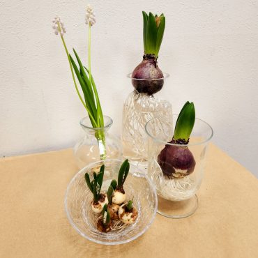 球根植物入荷しました！｜「フローラント」　（静岡県三島市の花キューピット加盟店 花屋）のブログ