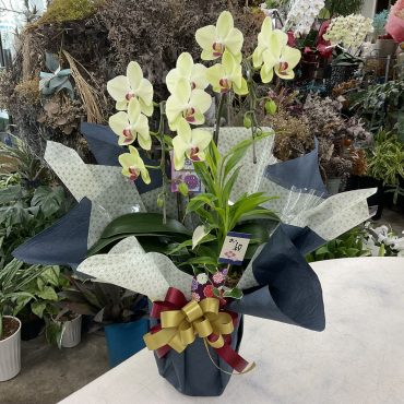 個展お祝いミディ胡蝶蘭「ザルツマン」♪｜「愛花」　（愛媛県松山市の花キューピット加盟店 花屋）のブログ