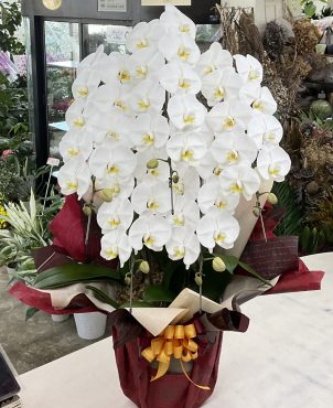 50周年お祝い 胡蝶蘭（白）五本立♪｜「愛花」　（愛媛県松山市の花キューピット加盟店 花屋）のブログ