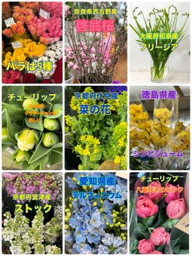 今週のおすすめ切り花｜「フラワーショップはなまつ」　（京都府宇治市の花キューピット加盟店 花屋）のブログ