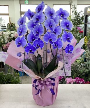 古希祝 胡蝶蘭「パープルエレガンス」三本立♪｜「愛花」　（愛媛県松山市の花キューピット加盟店 花屋）のブログ