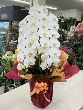 開店祝 胡蝶蘭【コチョウラン】白３本立｜「愛花」　（愛媛県松山市の花キューピット加盟店 花屋）のブログ