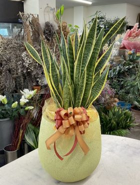 オープン祝 観葉植物 サンスベリア♪｜「愛花」　（愛媛県松山市の花キューピット加盟店 花屋）のブログ