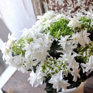 【早割中】【母の日】めちゃいいアジサイ入荷しました｜「フローリスト　シバタ」　（兵庫県三木市の花キューピット加盟店 花屋）のブログ