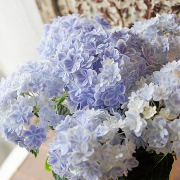 【早割中】【母の日】アジサイ入荷しました｜「フローリスト　シバタ」　（兵庫県三木市の花キューピット加盟店 花屋）のブログ
