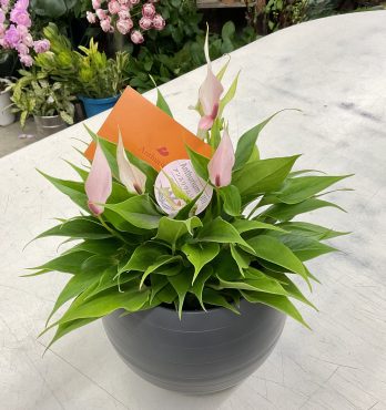 アンスリウム リリー「グローブ」入荷♪｜「愛花」　（愛媛県松山市の花キューピット加盟店 花屋）のブログ