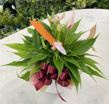 母の日 2025年 アンスリウム「リリー」♪｜「愛花」　（愛媛県松山市の花キューピット加盟店 花屋）のブログ