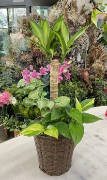 観葉植物 寄せ植え♪｜「愛花」　（愛媛県松山市の花キューピット加盟店 花屋）のブログ