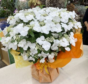 65周年 お祝い ラグランジア♪｜「愛花」　（愛媛県松山市の花キューピット加盟店 花屋）のブログ