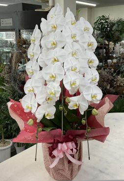 お祝い 胡蝶蘭（白）三本立♪｜「愛花」　（愛媛県松山市の花キューピット加盟店 花屋）のブログ