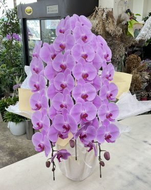 一周忌 法要 お供え 胡蝶蘭ピンク「湖衣姫」三本立｜「愛花」　（愛媛県松山市の花キューピット加盟店 花屋）のブログ