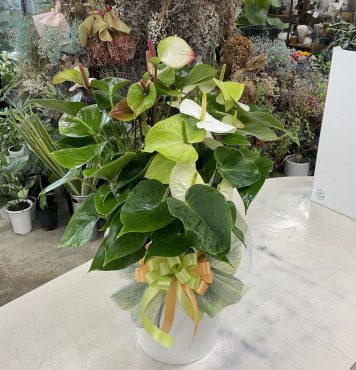 開店祝 アンスリウム寄せ植え♪｜「愛花」　（愛媛県松山市の花キューピット加盟店 花屋）のブログ