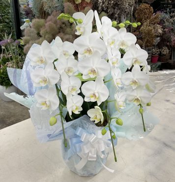一周忌 お供え ミディ胡蝶蘭「ホワイトブーケ」｜「愛花」　（愛媛県松山市の花キューピット加盟店 花屋）のブログ