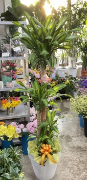 開店祝 観葉植物 ドラセナ「幸福の木」♪｜「愛花」　（愛媛県松山市の花キューピット加盟店 花屋）のブログ
