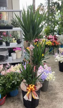 開設祝 観葉植物「ユッカ」♪｜「愛花」　（愛媛県松山市の花キューピット加盟店 花屋）のブログ