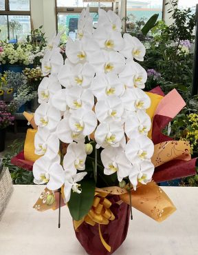 お祝い 胡蝶蘭（白）三本立♪｜「愛花」　（愛媛県松山市の花キューピット加盟店 花屋）のブログ