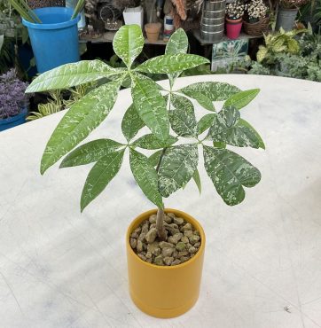 斑入り パキラ♪｜「愛花」　（愛媛県松山市の花キューピット加盟店 花屋）のブログ