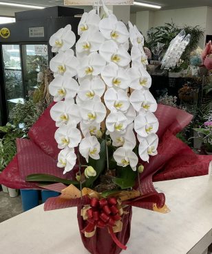 30周年 お祝い 胡蝶蘭(白)三本立♪｜「愛花」　（愛媛県松山市の花キューピット加盟店 花屋）のブログ