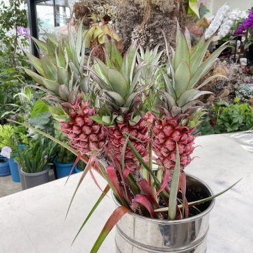 切り花 花パイン「スタールージュ」♪｜「愛花」　（愛媛県松山市の花キューピット加盟店 花屋）のブログ
