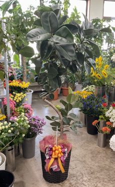 観葉植物 フィカス「ソフィア」曲がり仕立て♪｜「愛花」　（愛媛県松山市の花キューピット加盟店 花屋）のブログ
