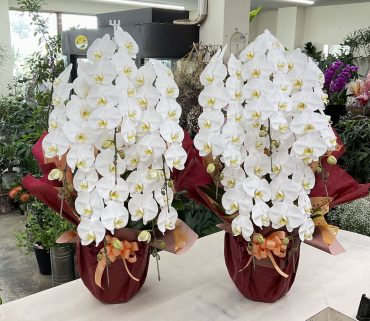 会長 社長 御就任祝 胡蝶蘭（白）五本立 一対♪｜「愛花」　（愛媛県松山市の花キューピット加盟店 花屋）のブログ