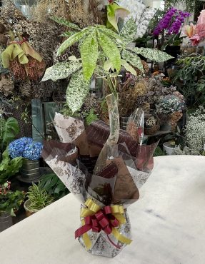 開業 お祝い 観葉植物「パキラ」斑入り♪｜「愛花」　（愛媛県松山市の花キューピット加盟店 花屋）のブログ