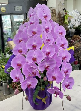 周年祝 胡蝶蘭ピンク三本立 七夕に♪｜「愛花」　（愛媛県松山市の花キューピット加盟店 花屋）のブログ