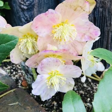 臨時、時短営業のご案内｜「ポピー」　（京都府八幡市の花キューピット加盟店 花屋）のブログ
