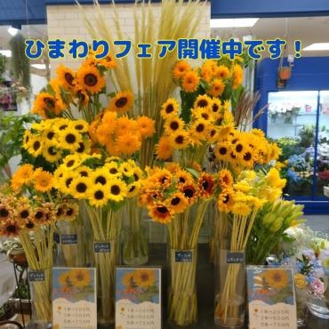 ひまわりフェア開催中！！　三島市フローラント｜「フローラント」　（静岡県三島市の花キューピット加盟店 花屋）のブログ
