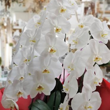 胡蝶蘭のお届け｜「フローリスト　シバタ」　（兵庫県三木市の花キューピット加盟店 花屋）のブログ