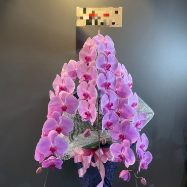 ピンク胡蝶蘭鉢　お祝いギフト｜「銀座ニューフラワー」　（東京都中央区の花キューピット加盟店 花屋）のブログ