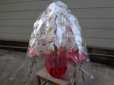 胡蝶蘭のお届け！｜「緑花園」　（徳島県吉野川市の花キューピット加盟店 花屋）のブログ
