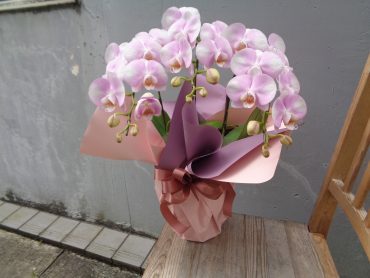 胡蝶蘭ほか｜「緑花園」　（徳島県吉野川市の花キューピット加盟店 花屋）のブログ