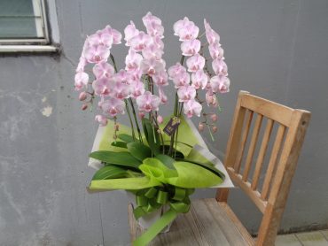 御供胡蝶蘭などお届け！｜「緑花園」　（徳島県吉野川市の花キューピット加盟店 花屋）のブログ