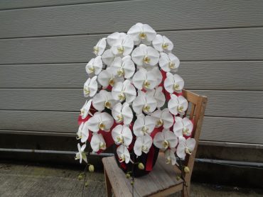 お祝いの胡蝶蘭｜「緑花園」　（徳島県吉野川市の花キューピット加盟店 花屋）のブログ